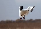 1 Snow Goose Landing.jpg